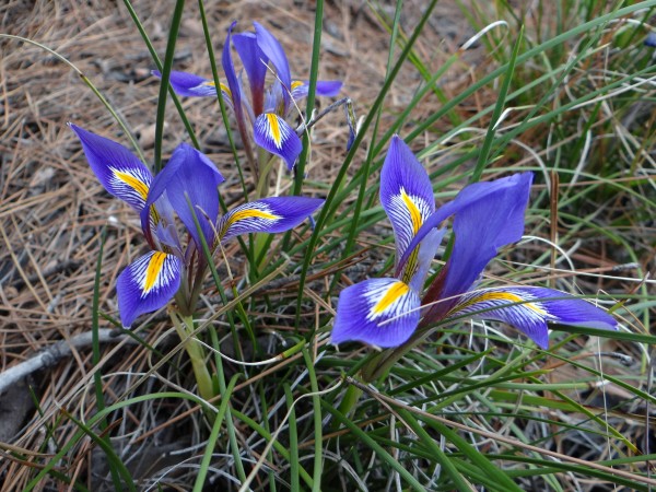 Resim 49-1. Iris unguicularis subsp. carica var. carica