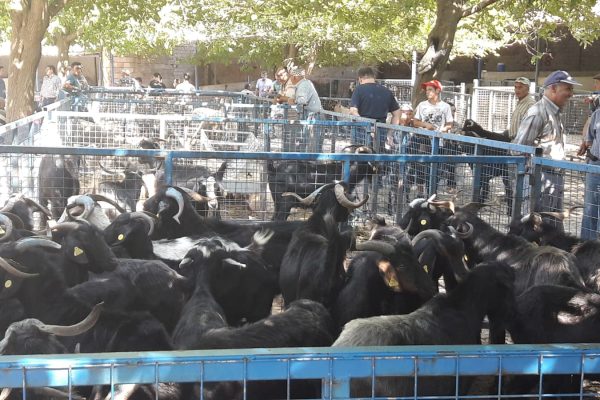 Büyükşehir Modern Mezbahaları ile Kurban Bayramına Hazır